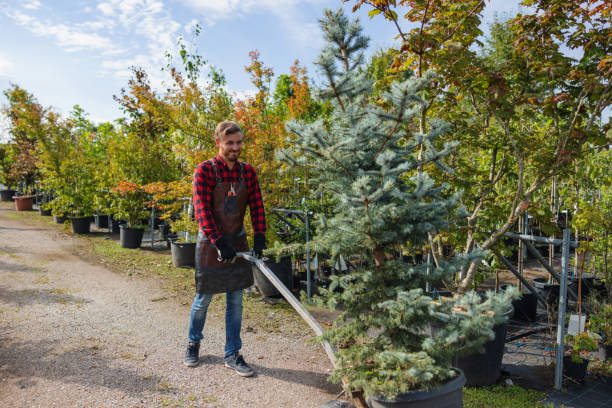 How Our Tree Care Process Works  in Lavallette, NJ